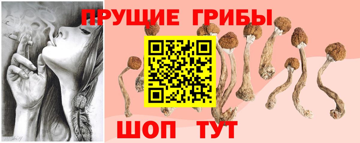 Псилоцибиновые грибы Psilocybe  закладка  Дзержинск  Вход с VPN 